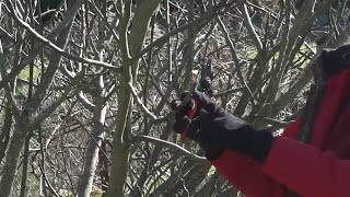 Fig Tree Pruning with OSU Master Gardeners [upl. by Noeht]