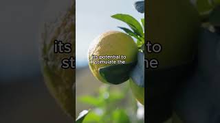 Natural Health Tips The Amazing Benefits of Bergamot viral health bergamot shortvideo shorts [upl. by Assertal44]