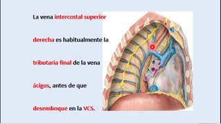 Venas intercostales [upl. by Gollin677]