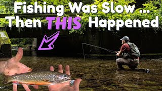 Huge Brook Trout  Small Stream FlyFishing Central NY [upl. by Xanthus66]