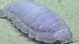 Isópodo gigante nadando en el Golfo de México [upl. by Libb]