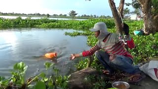 Mancing ikan mas liar disungai dapat sebesar ini [upl. by Maxma441]