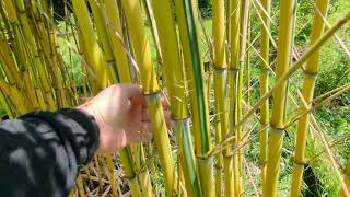 Phyllostachys Aureosulcata Spectabilis 13062023r [upl. by Isus]