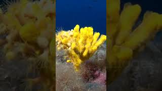 Sponges of Phylum Porifera [upl. by Naujet102]