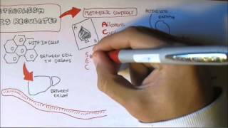 Regulation of Enzyme Activity [upl. by Aliakam417]