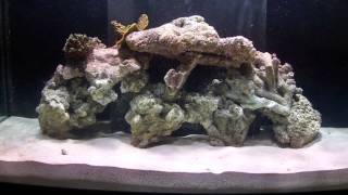 How To Aquascape A Reef Aquarium [upl. by Herzog]