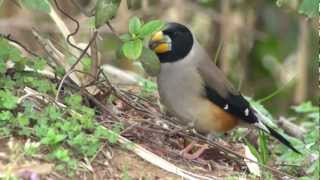 野鳥撮影・ コイカル Yellowbilled Grosbeak 4 [upl. by Elazaro]