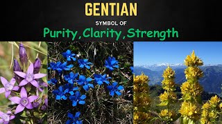 All About Gentian Flower  GENTIAN SYMBOL OF PURITY CLARITY STRENGTH  Natures Beauty [upl. by Eenattirb]