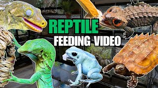 FEEDING MY PET REPTILES 56 SILKWORMS LIZARDS TURTLES FROGS AND MORE SILKWORM FEEDING VIDEO [upl. by Novelc]