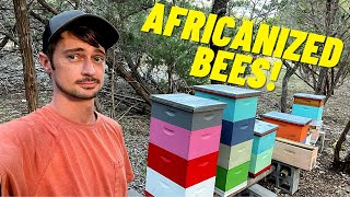 Extracting HONEY from AFRICANIZED BEES  Treatment Free Beekeeping [upl. by Thorfinn]