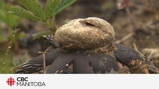 Manitoba Métis foragers learn how to find the edible fungus among us [upl. by Eeryk53]