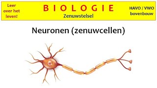 Biologie  Zenuwstelsel1 Neuronen zenuwcellen [upl. by Aihsa]