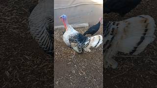 Turkey sounds video shorts chikens sounds domestic animals sounds Farming turkey chikens farm [upl. by Dacy]