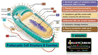 Prokaryotic Cell Structure and Function in 5 minutes Biologyexams4u [upl. by Airom294]