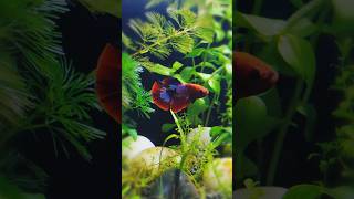 Nano Planted Tank💥  Planted Tank Update ❤️ aquscape ytshorts ytshort plantedaquarium betta [upl. by Ylrak]