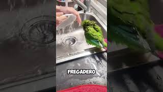 ¡Demasiado Divertido Loro se Baña en el Fregadero Todos los Días 🦜🚿 shorts [upl. by Inimod]