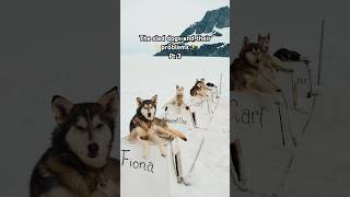 The sled dogs and their ✨problems✨ part 3 dogs satire cutedogs sleddogs comedy alaska [upl. by Marlane841]