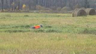 Weimaraner Tiki searching in the field amp pointing partridges 2007 [upl. by Aerdnod]