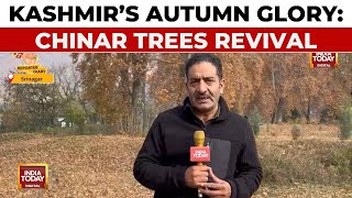 Reviving Kashmirs Autumn Glory The Resurgence Of Chinar Trees  Reporter Diary  India Today [upl. by Clovah644]