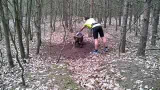 Trapped Mouflon wild sheep Rescued By Jogger  ViralHog [upl. by Ginnifer]