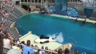 Best of Seaworlds Shamu show quotBelievequot [upl. by Luar]