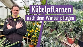 Mediterrane Kübelpflanzen frühlingsfit machen  MDR Garten [upl. by Bullen]