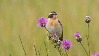 Bramborníček hnědý Saxicola rubetra Whinchat Braunkehlchen [upl. by Atinnor]