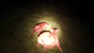 Lamping foxes with lurchers HD 2021 pt1 [upl. by Assilana724]