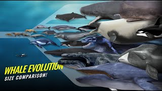 The Evolution of Whales from Land to Sea  Time Lapse Size Comparison [upl. by Bogart]