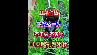 服务三农支持三农 农业种植 种植小技巧 在家种菜 韭菜种植 [upl. by Laurentia589]