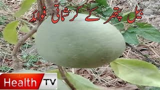 Health Benefits Of Wood Apple  Bael patthar By Health TV [upl. by Toffic]