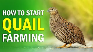 QUAIL FARMING  All you need to know about Quail Bird Farming  How to Start Quail Farming Business [upl. by Aynatahs]