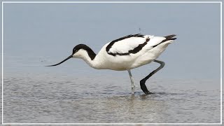 The Silky Sieving Skills of Pied Avocet [upl. by Aryk]