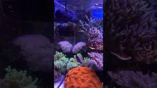 View peppereefs reef aquarium and the water flow from the Gyre XF350 Cloud Edition aquarium [upl. by Sawtelle]