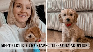 OUR UNEXPECTED FAMILY ADDITION MEET BERTIE THE COCKAPOO [upl. by Kassab]