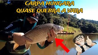 CARPA HÃšNGARA QUASE QUEBRA A VARA  PESQUEIRO SABOÃ“ SÃƒO ROQUE SP [upl. by Oeram]