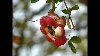 Healthy and Yummy Pithecellobium dulce  Madras Thorn  Manilla Tamarind [upl. by Eseekram]