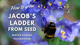 How to Grow Jacobs Ladder Polemonium caeruleum from Seed  Perennial Garden [upl. by Iohk]