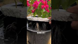 Tips on cuttings of bougainvillea flowers and plants bougainvillea cuttings [upl. by Leeanne]