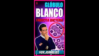 GLÓBULO BLANCO vs BACTERIA EXPLICADO‼️ [upl. by Errised]