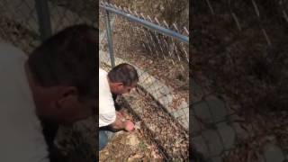 Tip how to install hog rings on a chain link fence [upl. by Eecyal]