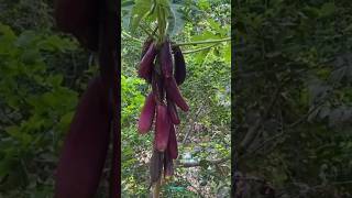 Technique for growing brinjal plant brinjal brinjalgrafting farming fruitfarming viral shorts [upl. by Enirehtacyram]