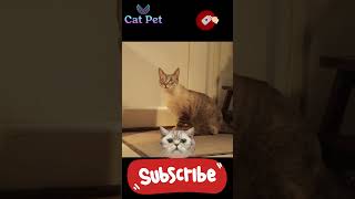 Keep Your Kitty Safe The Ultimate GPS Tracker for Cats kitten [upl. by Ihn]