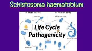 Life Cycle amp Pathogenicity of Schistosoma haematobium  Pathogenic Lesions of Schistosoma [upl. by Ynnaf]