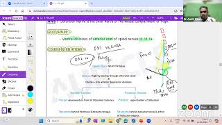 Auricles Exam Mastery Live Class Anatomy about Lower Limb by Dr Ankit [upl. by Savior]