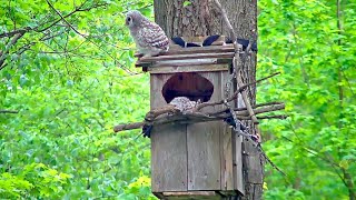 Second Owlet quotStarquot Takes Leap Of Faith Flutters To Ground  WBU Barred Owl Cam – May 2 2024 [upl. by Kevon]