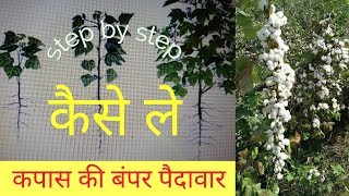 Cotton crop cultivation  kapas ki kheti कैसे करें  by wd [upl. by Enorel]