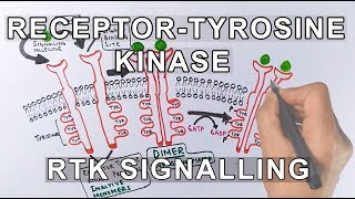 Receptor Tyrosine Kinase  RTK Signalling [upl. by Utir]