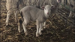 I think my lambs have coccidiosis vlog 310 [upl. by Benyamin706]