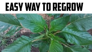 How to grow callaloo after first harvest [upl. by Jenna]